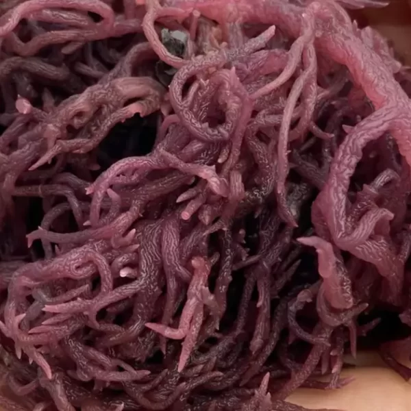 how to start a sea moss business